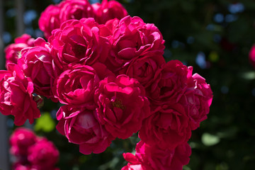 bush of raspberry roses
