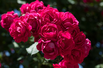bush of raspberry roses