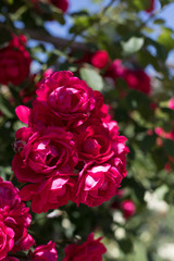 bush of raspberry roses