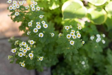 Obraz premium field chamomiles on a green background