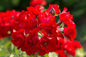 bush red roses