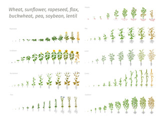 Sunflower rapeseed flax buckwheat pea soybean potato wheat. Vector showing the progression growing plants. Determination of the growth stages biology - obrazy, fototapety, plakaty