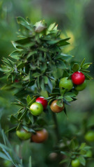 Detalle de bayas silvestres