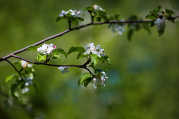 flowering trees, spring