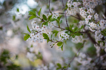 flowering trees, spring