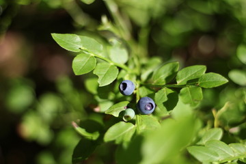 Wild blueberry bush