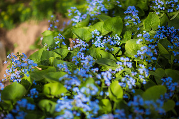 flowering trees, spring
