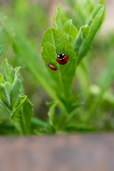 Ladybug in the green grass