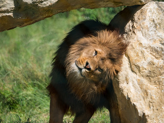 Obraz premium Lion