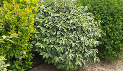 Eleagnus ebbingei © hcast