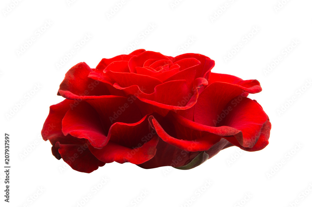 Wall mural red beautiful rose isolated