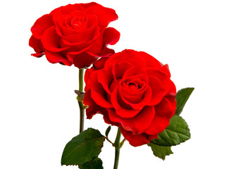 red beautiful rose isolated