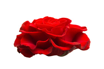 red beautiful rose isolated
