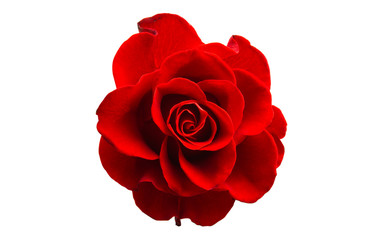 red beautiful rose isolated