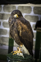 Raptor wild eagle