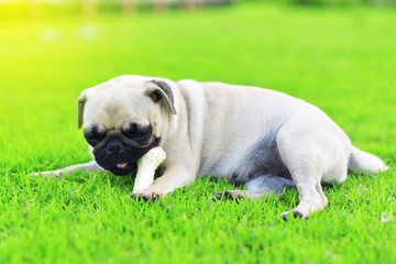 Obraz premium Cute little Pug playing with a bone in garden 