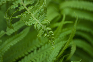 Green fern leaves.