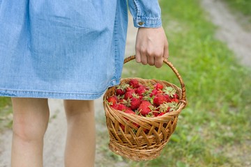 Basket with strawberries in a woman's hand. Background forest rural road