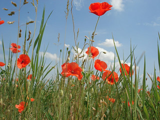 Red poppies against the blue sky
