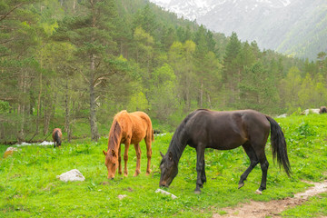 Obraz premium a herd of horses of different colors grazes on a meadow against the background of a forest and mountains on a summer day