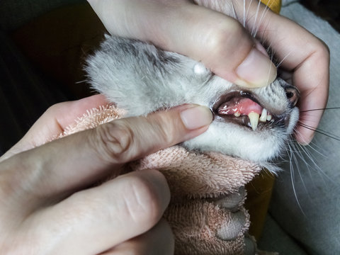 jaw of a gray cat with periodontal disease, closeup