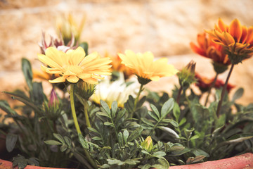 Summer flowers in a pot
