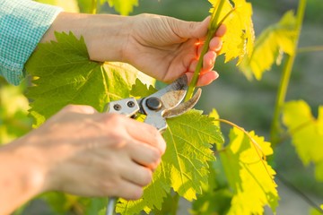 Spring garden, care, pruning. Female hands with pruner trimming grapevine at spring garden is...