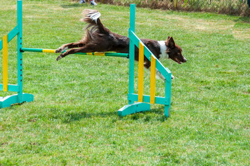 Border Collie on agility field for dogs,  training and competing,  jumping over obstacles, ...