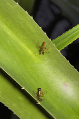 Ant mimicking spider, Myrmarachne sp, Salticidae, Bangalore