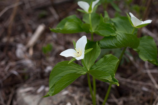 Close-up view of a white trillium wildflower. Blooming Trillium grandiflorum also known water lily