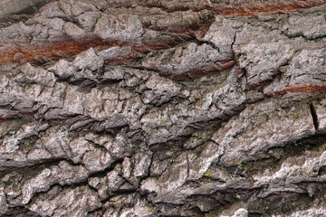 timber wood texture. background