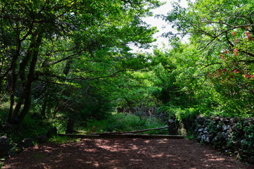 The Bijarim forest is located in Jejudo island, that is one of the biggest Nutmeg tree's natural habitat. This green forest has a dense trees and an unpolluted air, and red volcanic pore ground.
