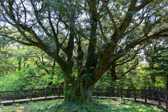 This tree is the biggest nutmeg tree in the Bijarim named 0001, the New Millennium Nutmeg tree, and over 800 years old.
