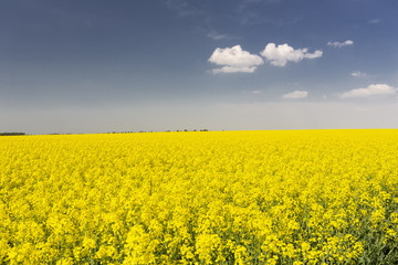 Obraz premium Pole rzepaku w rozkwicie w Szwajcarii Saksońskiej