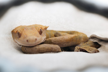 Resting Crested Gecko