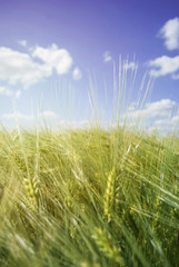 Barley green field on a sunny day on blue sky background. Green unripe cereals. The concept of agriculture, healthy eating, organic food. Natural background