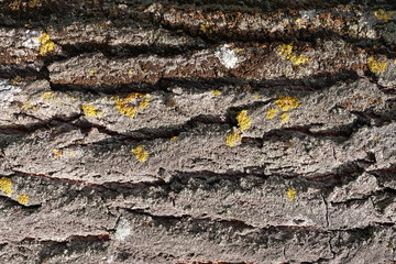 timber wood texture. background