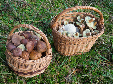 Baskets full of mushrooms