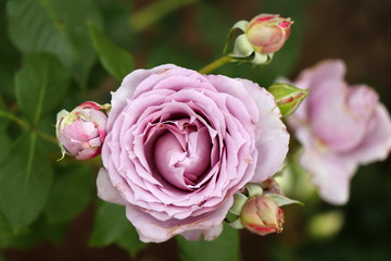 Pale grey pink rose and three buds around. Garden cultivated flower on shallow focus background. 