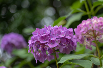 Hydrangea of Asukayama Park in Kita Ward, Tokyo, Japan / Asukayama park is a public park in Kita Ward, Tokyo, Japan