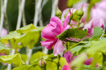 Pink rosses in nature