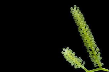 Caulerpa lentillifera, Sea Grapes, Green Caviar isolated on black background.