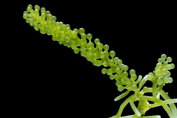 Caulerpa lentillifera, Sea Grapes, Green Caviar isolated on black background.