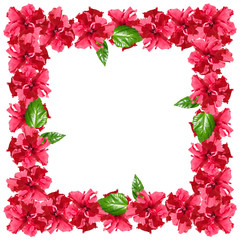 Flower frame in the Chinese rose. Isolated