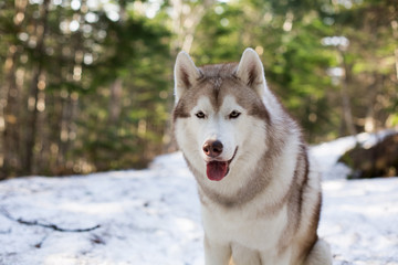 Close-up Portrait of beautiful Beige and white Siberian Husky dog sitting in the forest in spring season on soft bokeh background