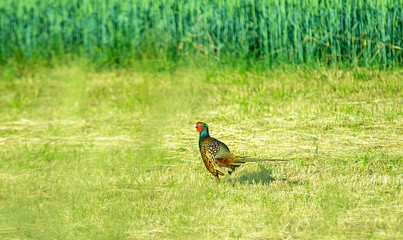 Wildvogel Feld wildlife