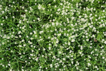Fototapeta na wymiar Daisy field landscape. Closeup spring nature