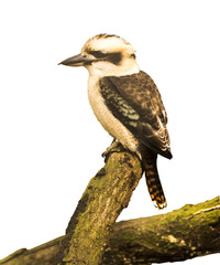 Laughing jackass (Dacelo novaeguineae) is sitting on a branch