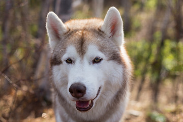 Obraz premium Close-up portrait of friendly dog breed siberian husky in the forest on a sunny day. Image of friendly dog looks like a wolf