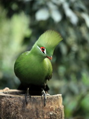 Touraco vert perché